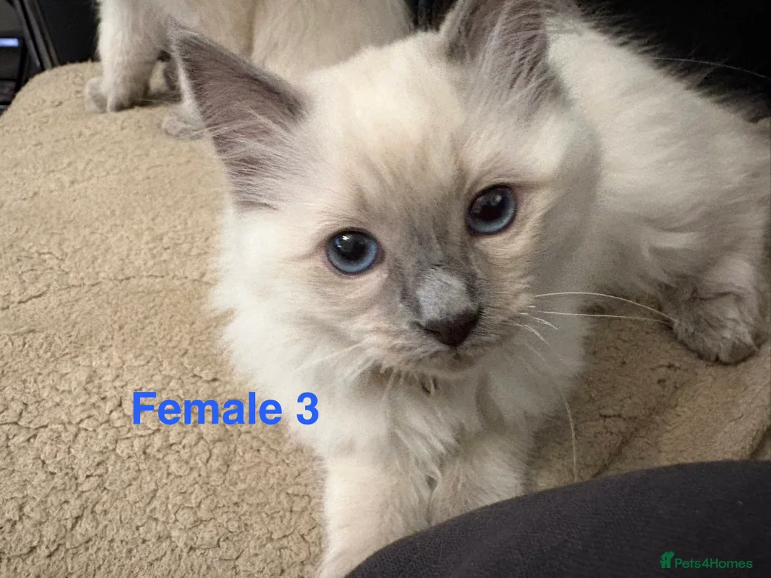 Ragdoll cats for sale: Six Ragdoll Kittens For Sale  - Advert 26