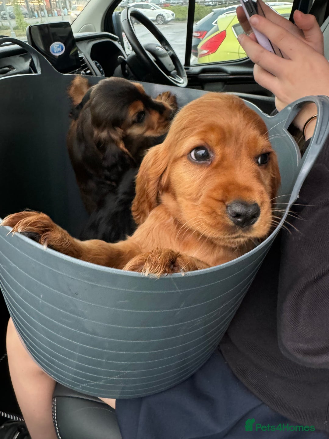 Cocker Spaniel dogs for sale: Show cocker spaniels  - Image 7