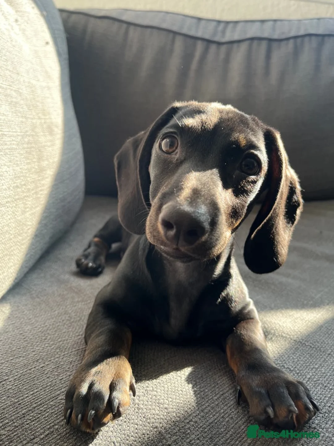 Miniature Dachshund dogs for sale: Female Mini Dachshund - Advert 2