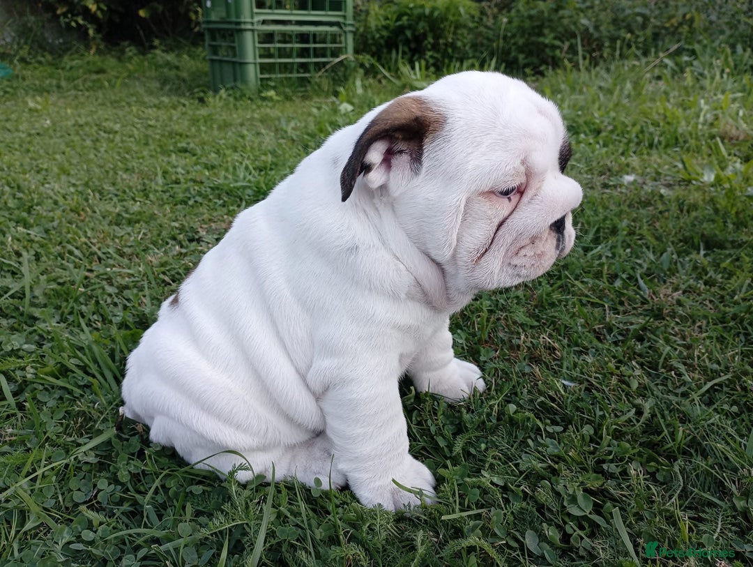 English Bulldog dogs for sale: 😍 Beautiful English bulldog puppies 🐶 ❤️  - Advert 4