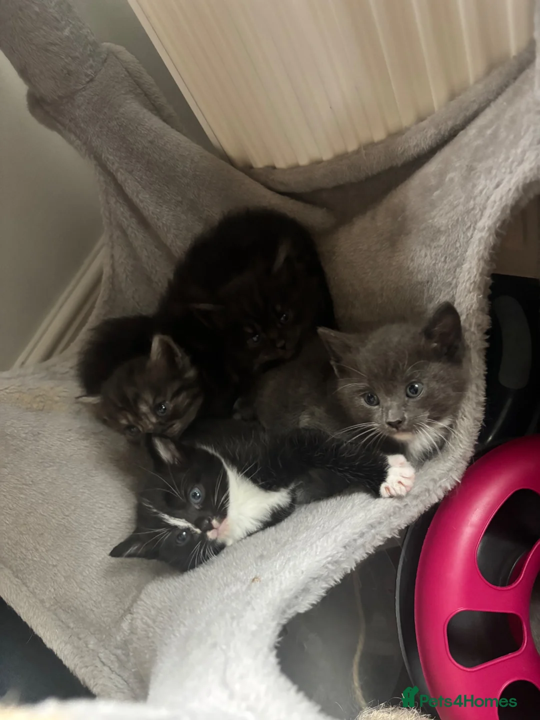 Scottish Fold cats for sale: Scottish fold cross kittens - Advert 6