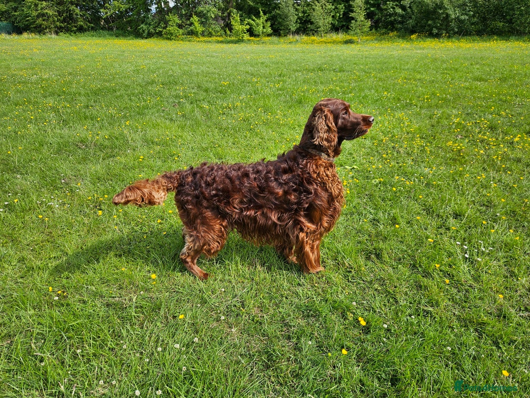 Irish Setter dogs for stud: KC CH line Irish Setter Stud  - Image 1