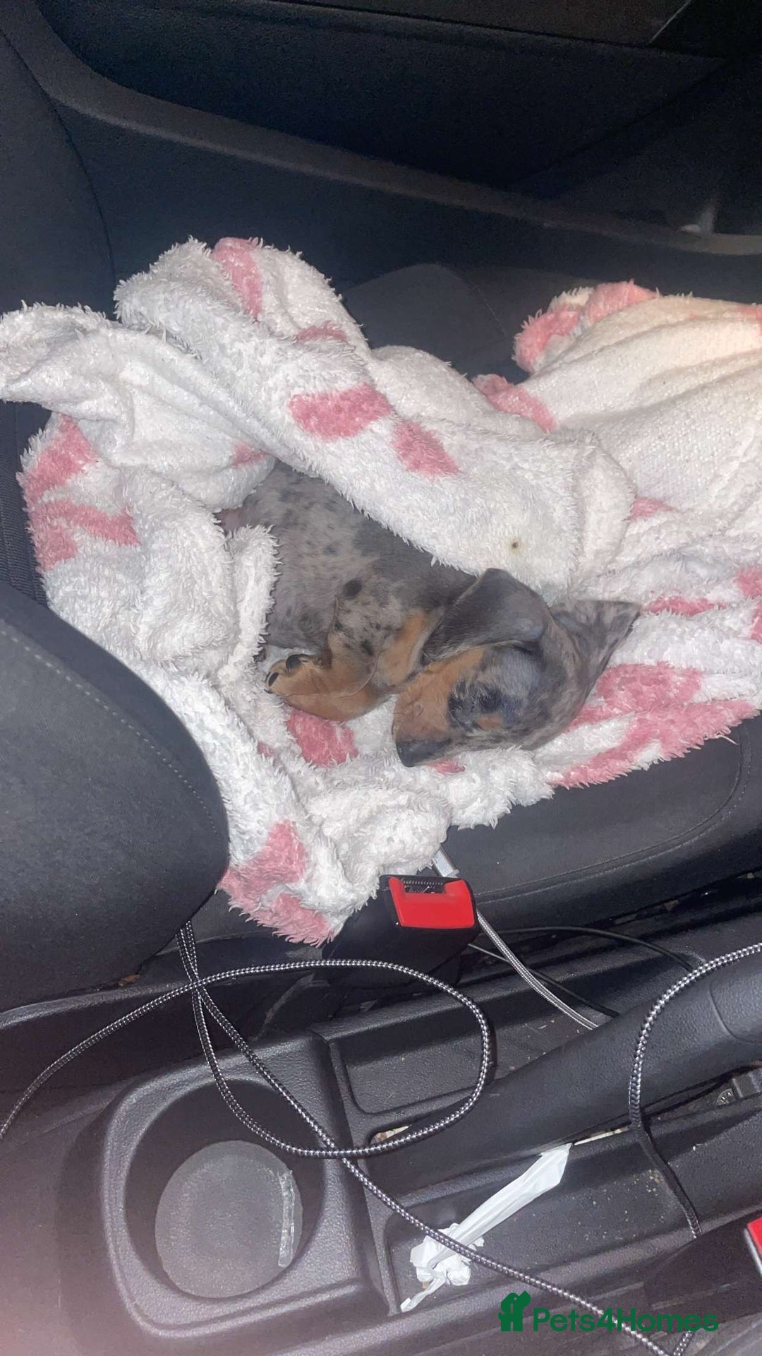 Miniature Dachshund dogs for sale: Blue dapple miniature dachshund girl - Advert 2