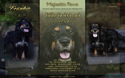 Cocker Spaniel dogs for stud: Frankie & Benny ready for stud in Blackburn - Image 2