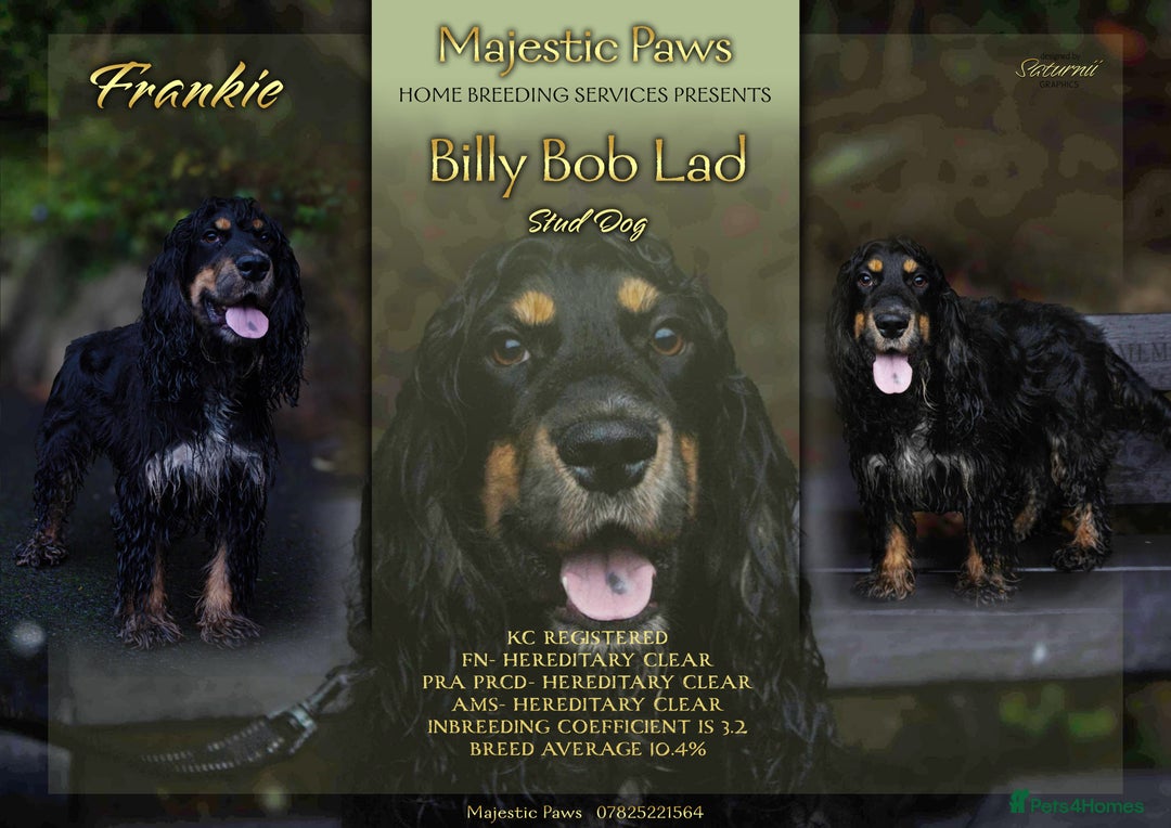 Cocker Spaniel dogs for stud: Frankie & Benny ready for stud in Blackburn - Image 2