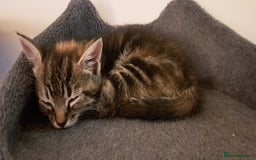British Shorthair cats for sale: Beautiful little boy ready to go soon!  - Image 1