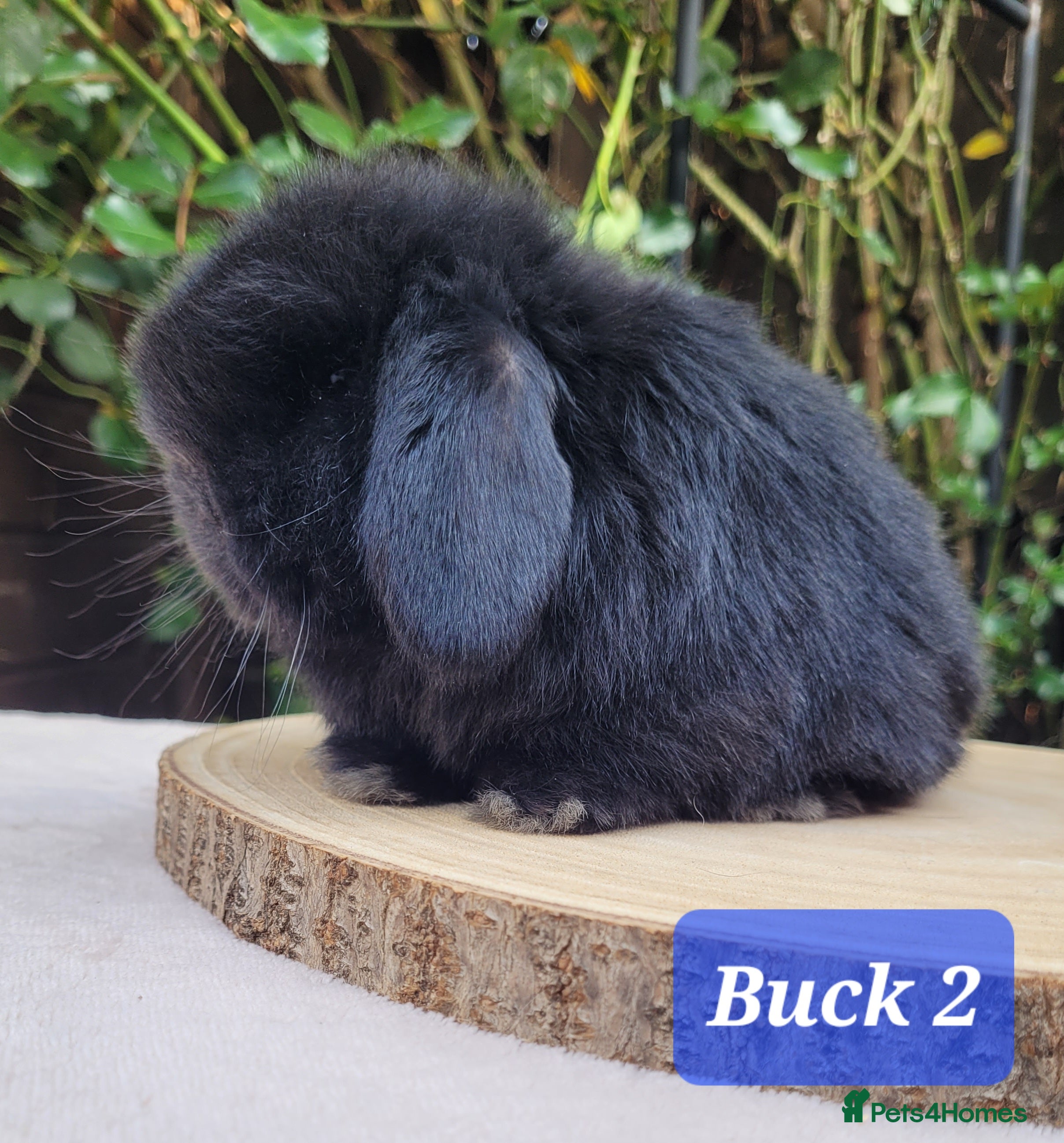 Mini Lop rabbits for sale: Pure bred mini lops.  - Advert 2