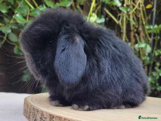 Mini Lop rabbits for sale: Pure bred mini lops. - Advert 2