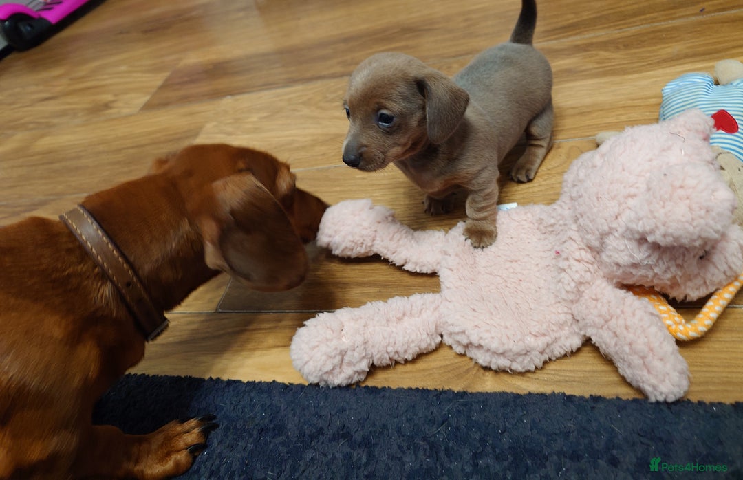 Miniature Dachshund dogs for sale: Beautiful girl, miniature dachshund  - Advert 5