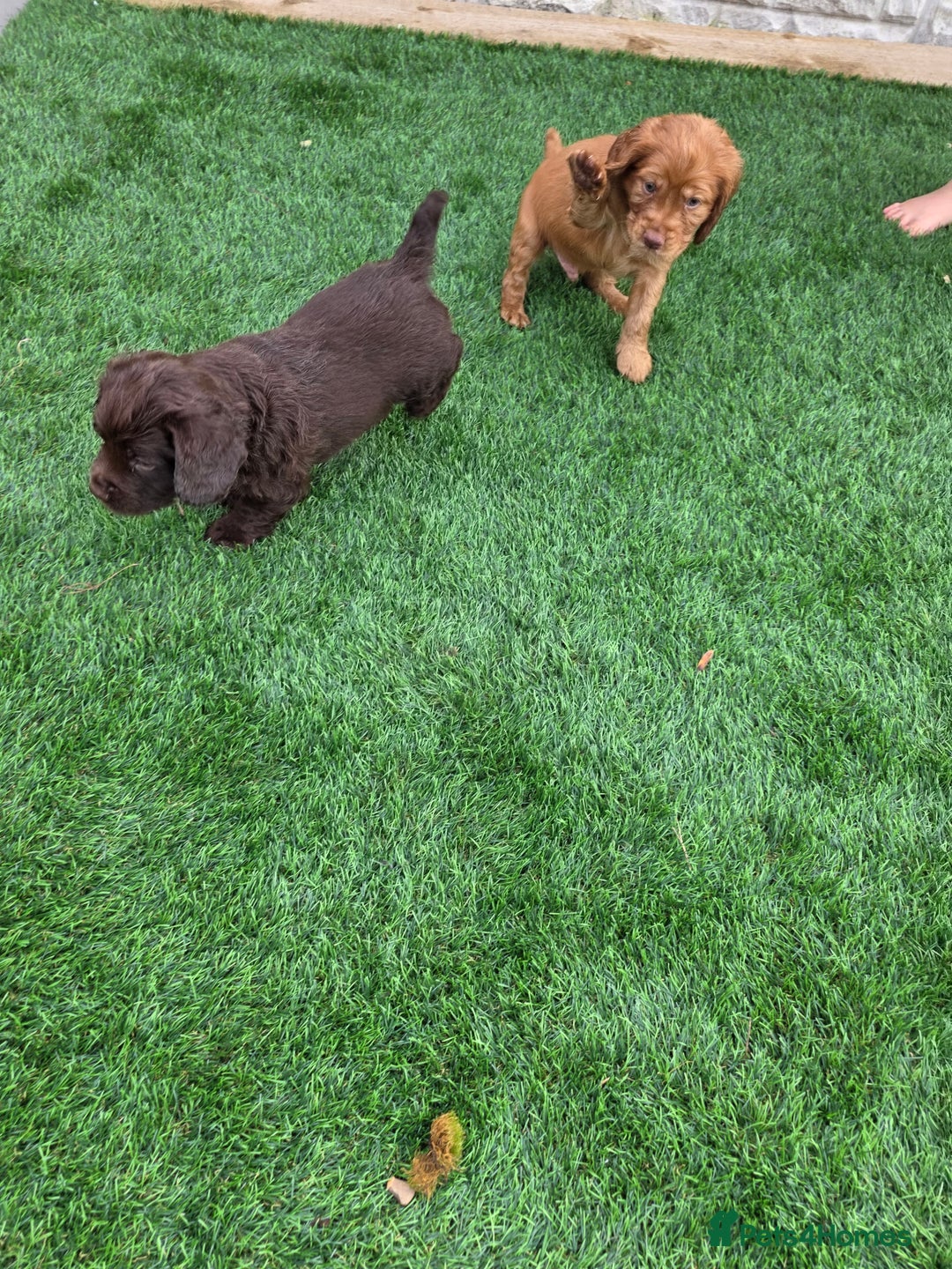 Cocker Spaniel dogs for sale: Ready now🐶X1 boy left🐶working cocker spaniel - Image 21