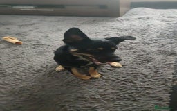 Mixed Breed dogs for sale: Collie x rottie beautiful boy - Image 1