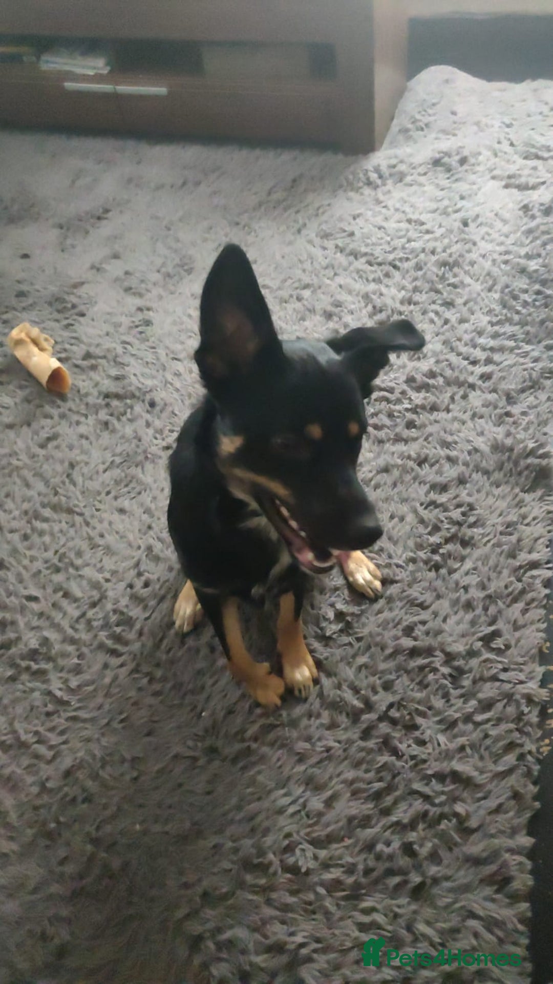 Mixed Breed dogs for sale: Collie x rottie beautiful boy - Image 1