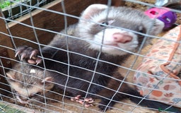 Ferret rodents for sale: Male (hob) ferret - Image 4