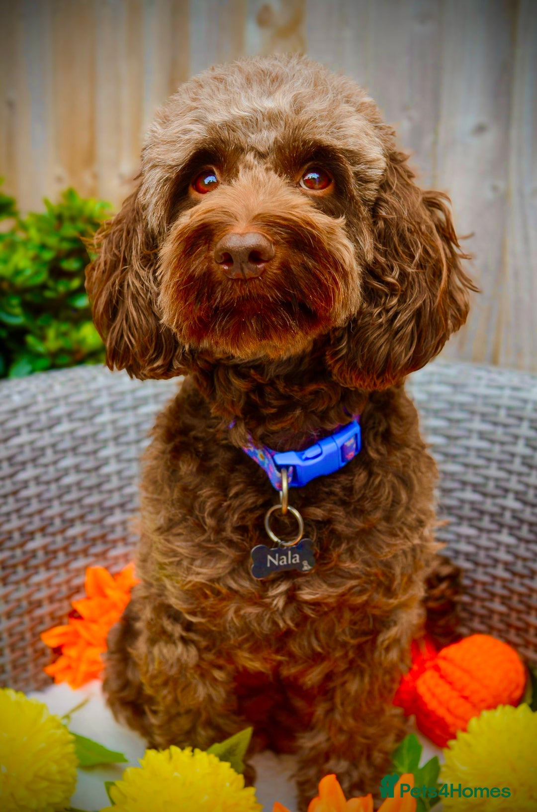 Cockapoo dogs for sale: **Ready Now**Miniature F1B Cockapoos  - Image 25