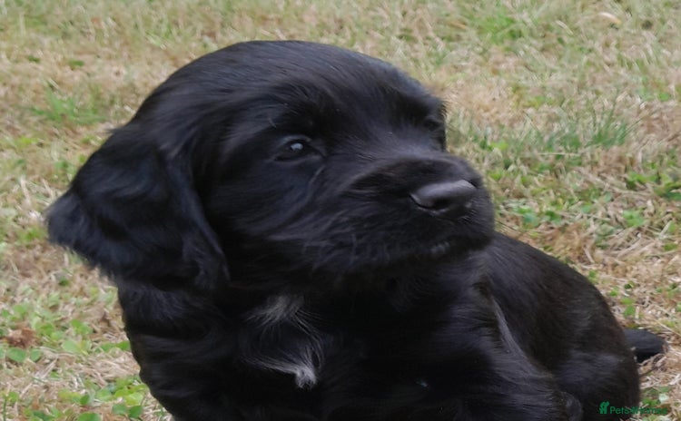 Cocker Spaniel dogs - Advert 3