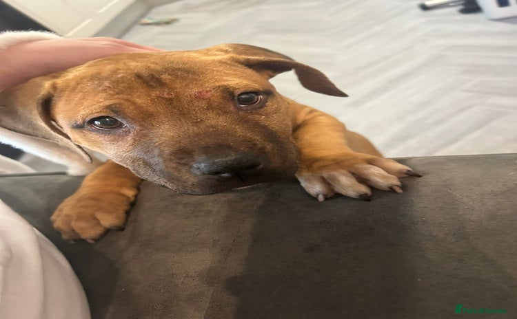 Staffordshire Bull Terrier dogs - Advert 2