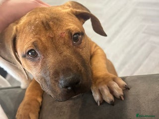 Staffordshire Bull Terrier dogs - Advert 31