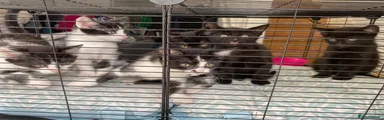 Mixed Breed Kitten 2