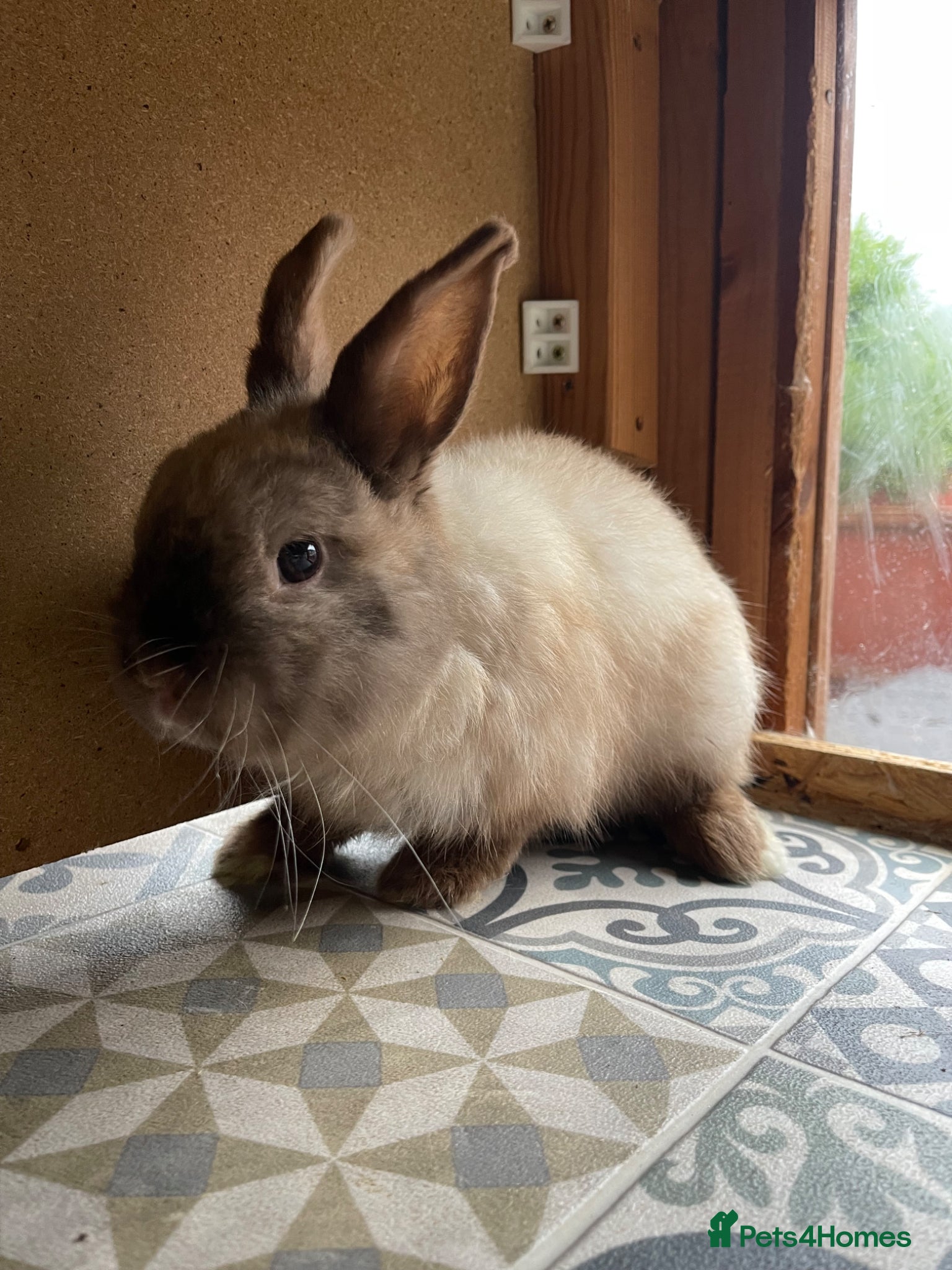 Netherland Dwarf rabbits for sale: ⭐️ CARAMEL Looking for new home ⭐️ - Advert 4