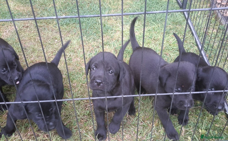 Labrador Retriever dogs - Advert 4