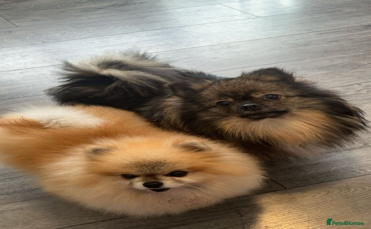 Pomeranian dogs Pomeranian puppies for sale  - Advert 13