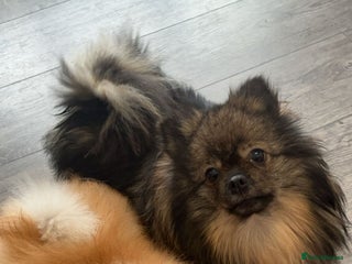 Pomeranian dogs Pomeranian puppies for sale - Advert 6