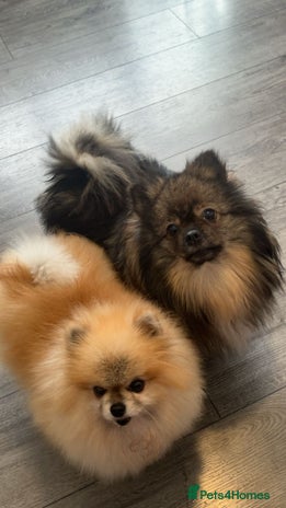 Pomeranian dogs Pomeranian puppies for sale - Advert 13