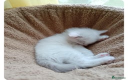 Ragdoll cats for sale: Ragdoll 2 girl🐈 and 3 boy🐈‍⬛. - Image 13