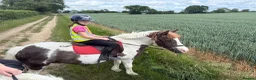 Welsh Section C horses for sale: 12.2 Family/PC Pony - Advert 7