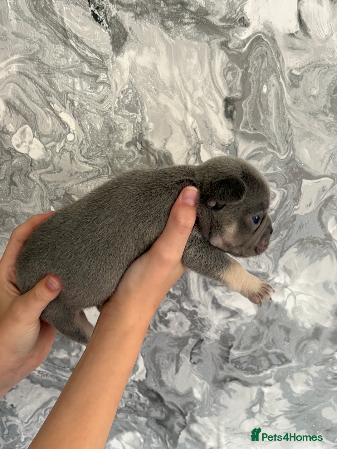 French Bulldog dogs for sale: KC REGISTERED FRENCH BULLDOG PUPPIES - Image 4