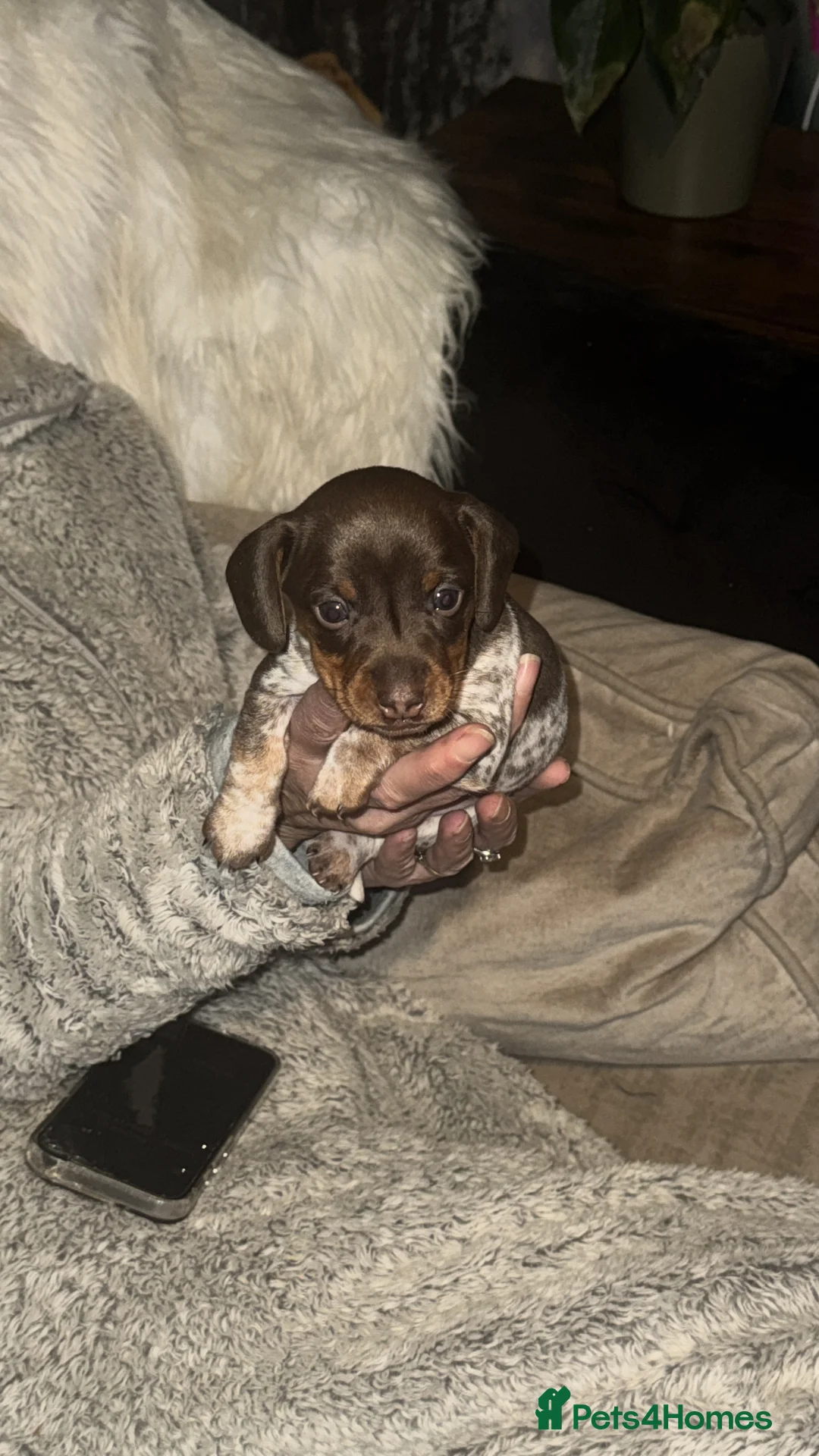Miniature Dachshund dogs for sale: Beautiful boy - Advert 2