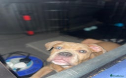 American Bully dogs for sale: American pocket bully female  - Image 5