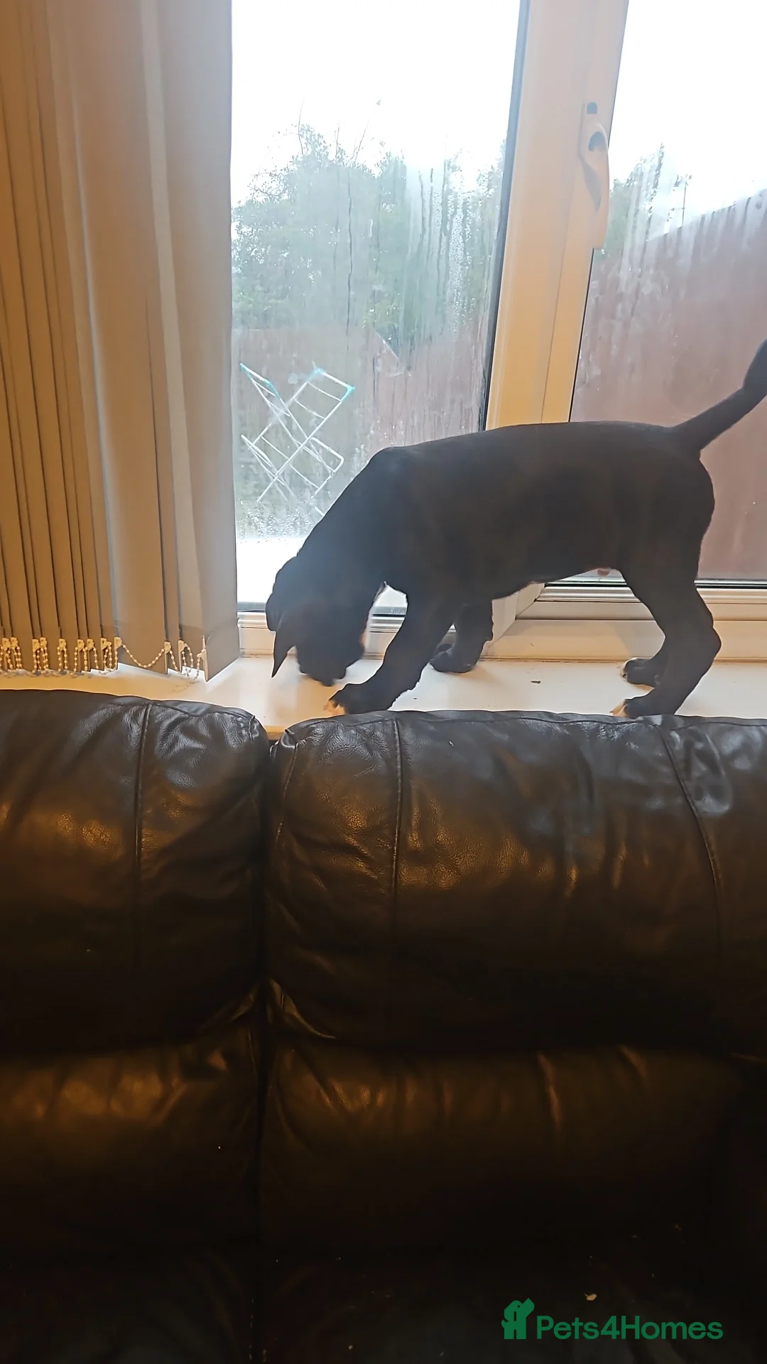 Cane Corso dogs for sale: Merle and brindle cane corso - Advert 9