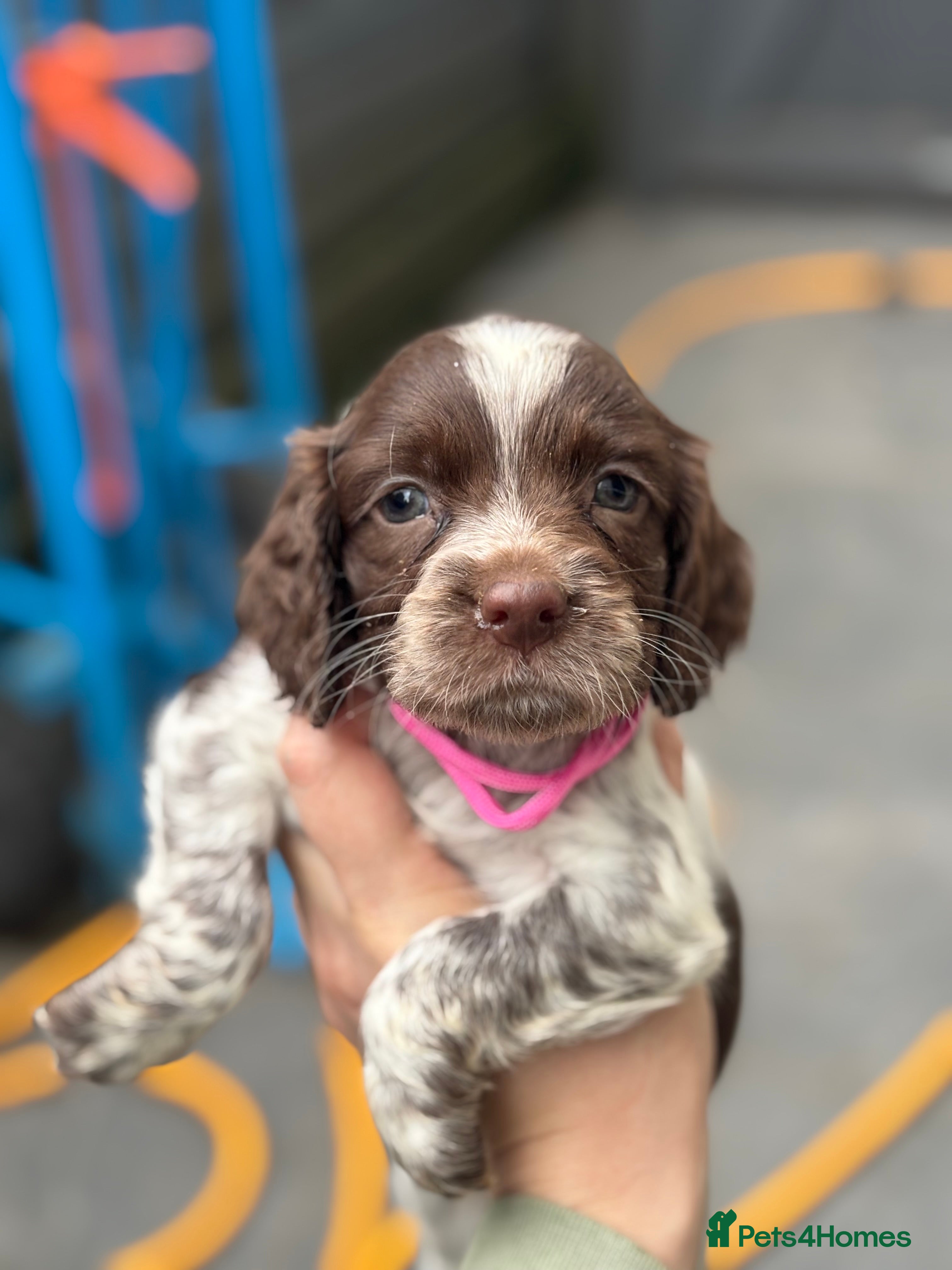 Sprocker dogs Sprocker bitch puppies  - Advert 2