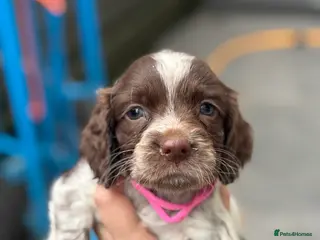 Sprocker dogs Sprocker bitch puppies - Advert 2