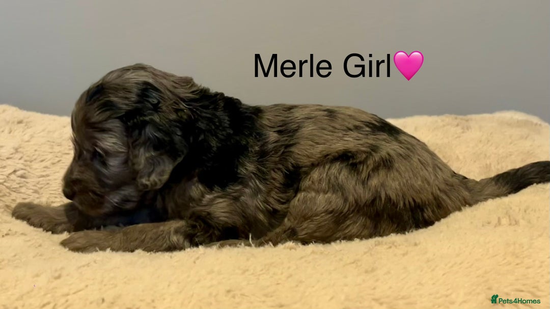 Cockapoo dogs for sale: 🐾STUNNING COCKAPOO PUPPIES🐾DNA TESTED PARENTS🧬 - Image 14