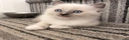 Ragdoll cats for sale: ⭐️Beautiful Ragdoll Kittens 8 weeks⭐️ - Advert 3