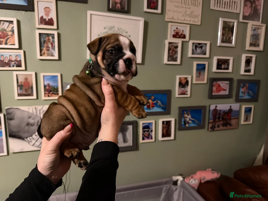 English Bulldog dogs for sale: 🌸💙 top blood line English bulldogs 🌸💙❤️ - Advert 36
