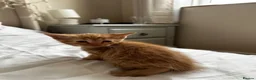 American Shorthair cats for sale: 2 Ginger/Blonde boys , 4 calico girls - Advert 11