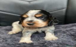 Cocker Spaniel dogs for sale: Show Cocel Spaniel- K.C. Reg. - Image 22