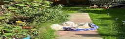 Maltese dogs for sale: 🐾 Adorable Puppies Looking for Loving Homes 🐾 - Advert 3
