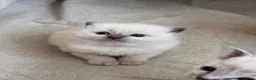 Ragdoll cats for sale: Active bi color Registered Ragdoll kittens - Advert 8