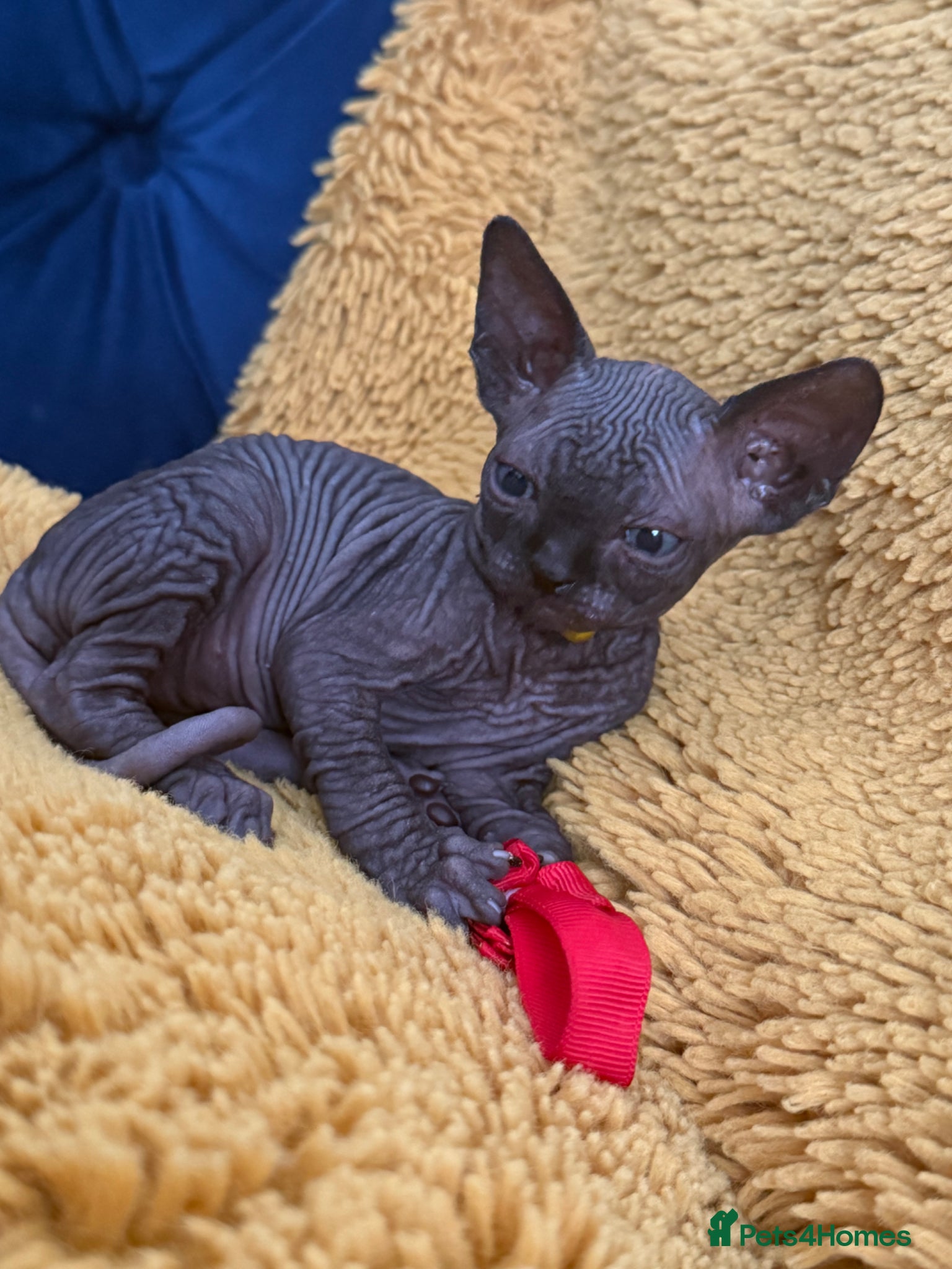 Sphynx cats Only 1 male left!♥️ - Advert 3
