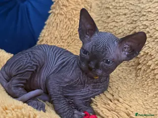 Sphynx cats Only 1 male left!♥️ - Advert 3