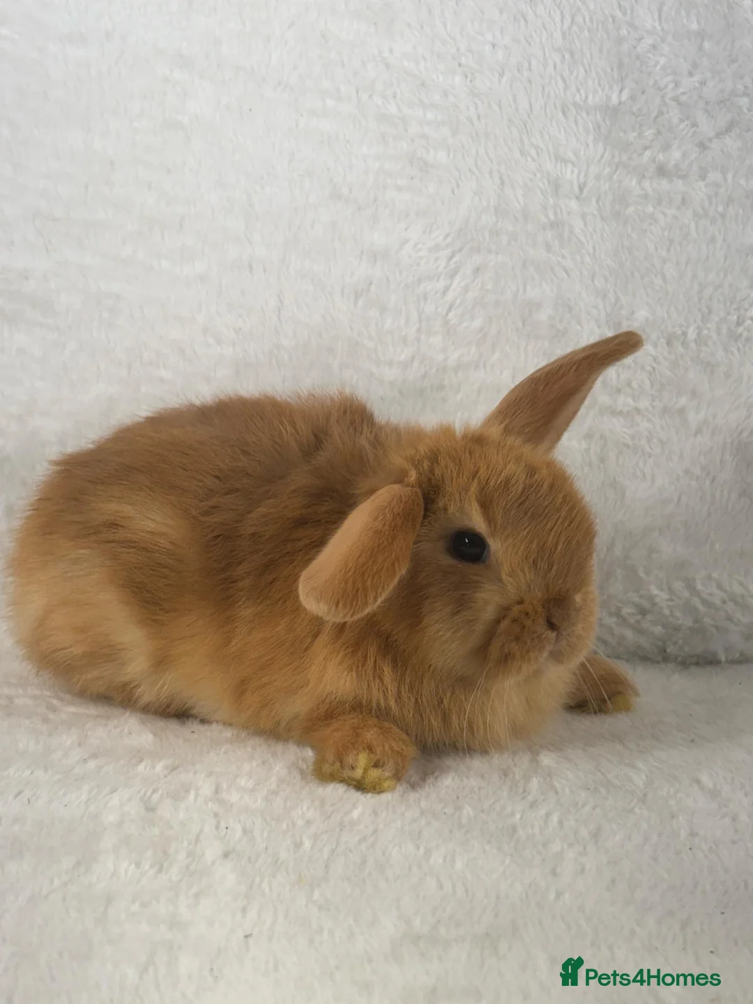 Mini Lop rabbits for sale: 6 x ginger/brown mini lop rabbits - Advert 2