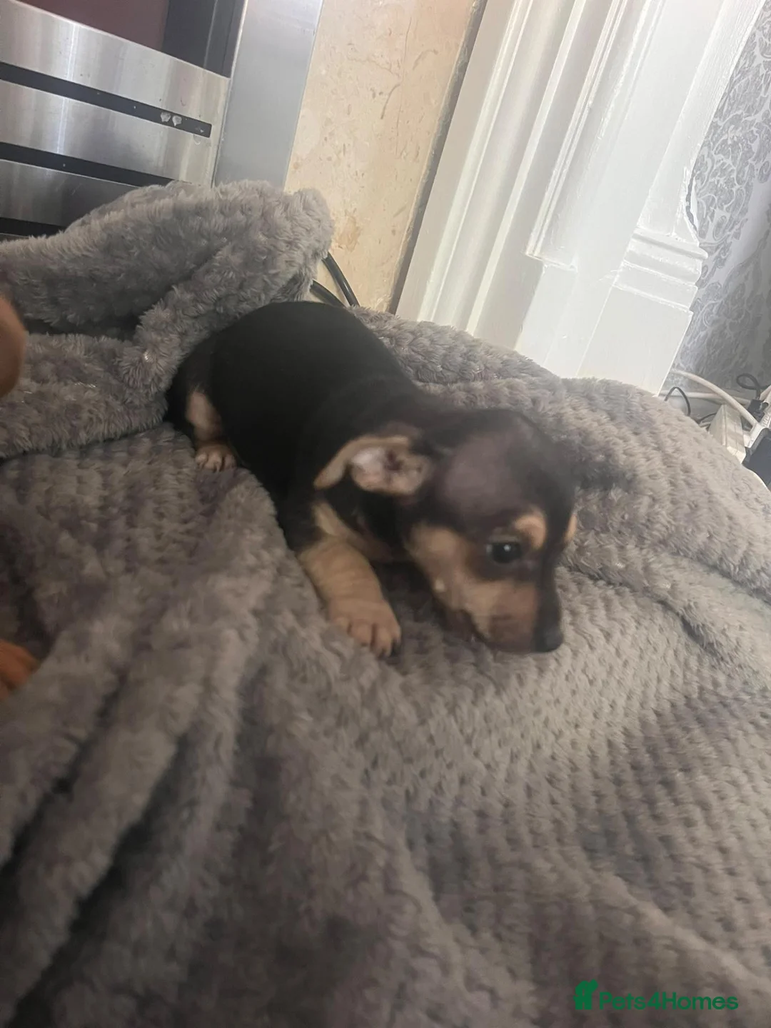 Mixed Breed dogs for sale: Yorkie x jack russle  - Advert 2