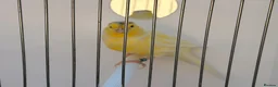 Finches birds for sale: waterslager canary Hen - Advert 4
