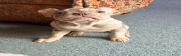 French Bulldog dogs for sale: Rojo & Isabella Merle Girl Pup - Advert 2