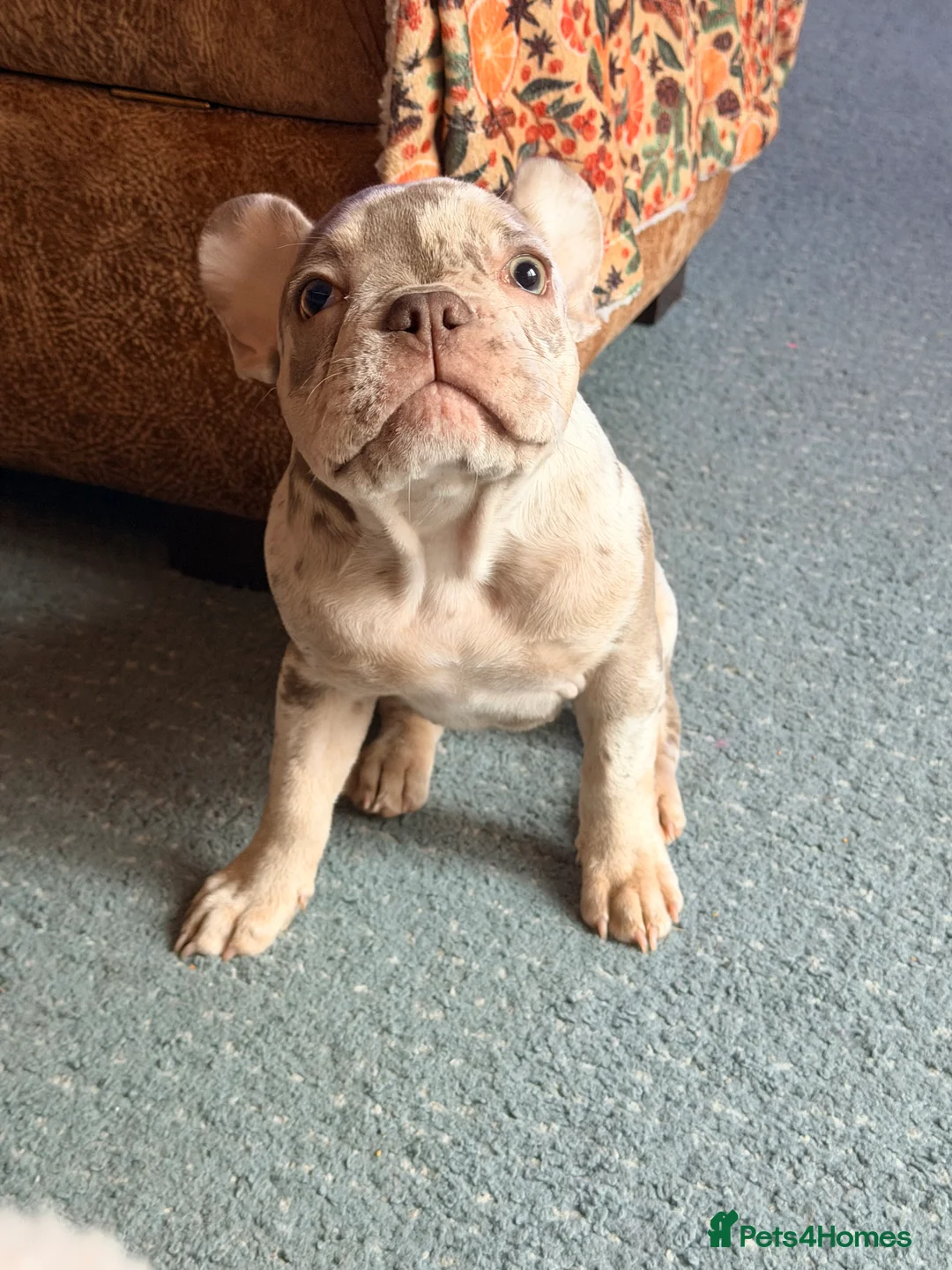 French Bulldog dogs for sale: Rojo & Isabella Merle Girl Pup - Advert 2