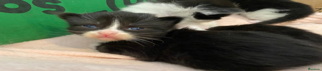 British Longhair Kitten 2